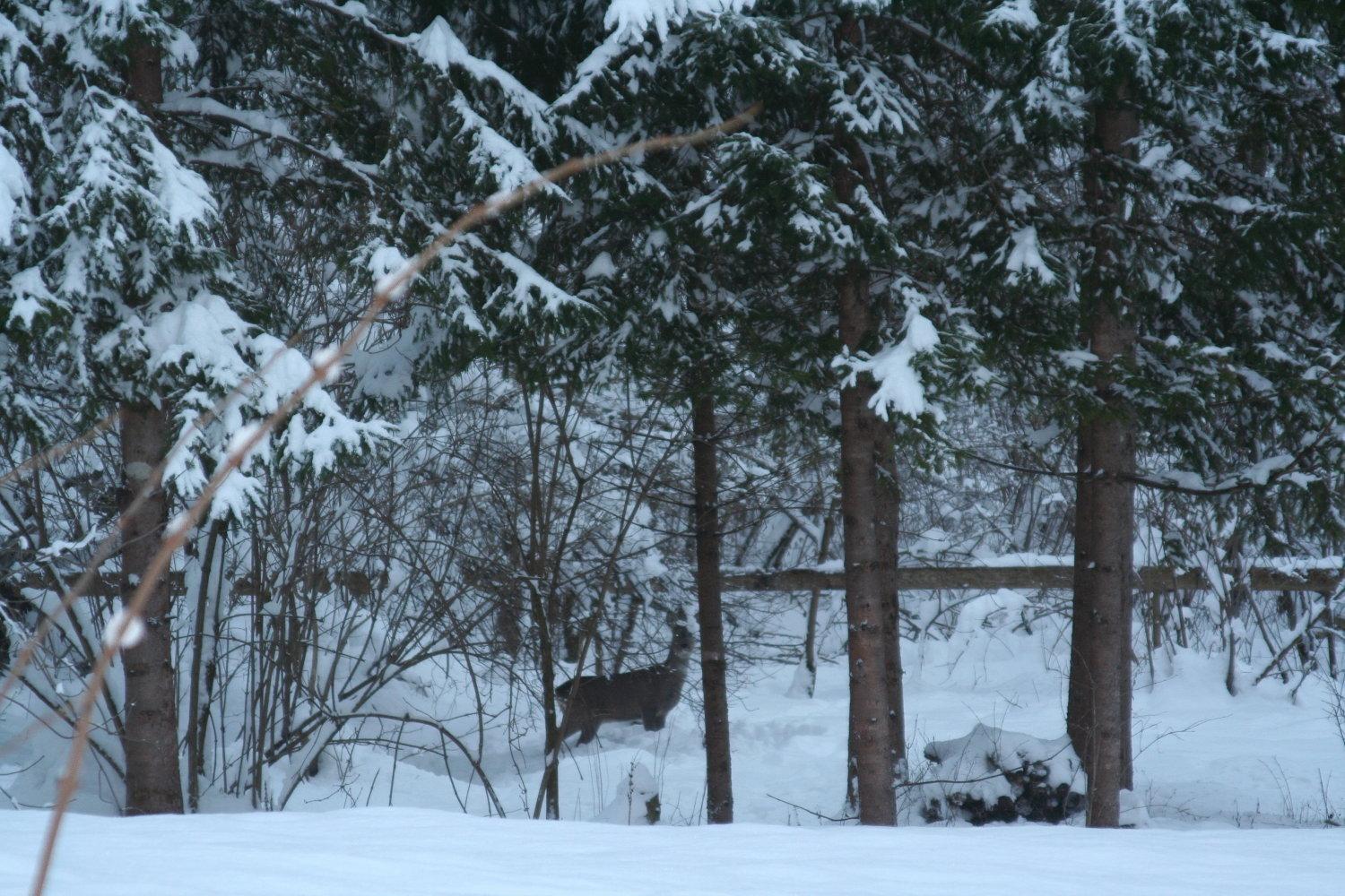 Das Kleine Paradies Hermagor-Pressegger See Eksteriør bilde